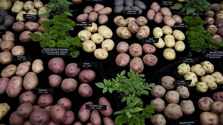 مركبات في البطاطا تخفض مستوى الغلوكوز في الدم