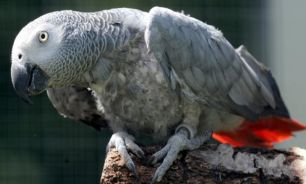 زبان حیوانات به گستردگی زبان انسان هاست؟!
