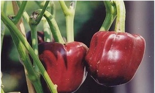 خواص گیاه سالادی پاپریکا