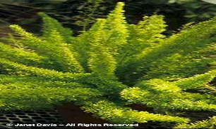 مارچوبه گیاهی با خواص زیاد