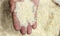 همه به صف برای برنج / صف‌های مرغی، برنجی شد