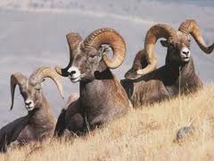 پایان سرشماری زمستانی پستانداران حیات وحش استان همدان