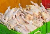 تولید مرغ در ایلام 22 درصد رشد یافت