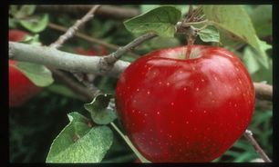سیب در رتبه دوم کالای صادراتی آذربایجان‌غربی