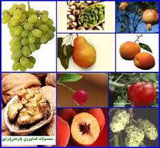 ذخيره سازي ميوه براي شب عيد/ واردات نارنگي آزاد مي شود