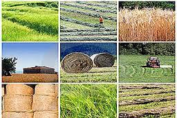 پرداخت 130 میلیارد ریال تسهیلات کشاورزی به کشاورزان قروه ای