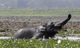 استقرار 600 نيروي نظامي و بالگرد براي محافظت از جمعيت فيل ها!