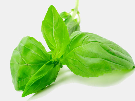 درمان سوءهاضمه با ریحان