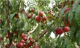 17 هزار هکتار از باغات استان دچار کم‎آبی شدند