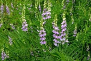 خواص درمانی گیاه شیرین‌بیان