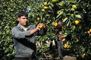 رونمایی از رقم‌های جدید مرکبات در جهرم