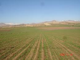افزايش 31 درصدي کشت جو در فارس