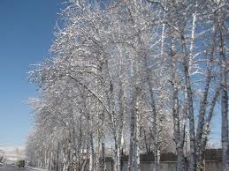 یخبندان شدید در خراسان جنوبی