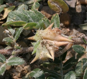 خارخسك چه نوع گیاهی است