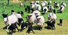 قریب به 200 رأس از احشام مهار شدند