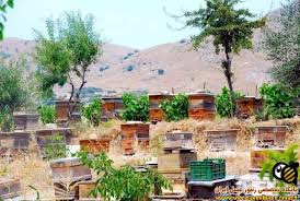 آغاز کوچ بیش از هزار زنبور دار به هرمزگان