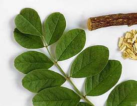 شیرین بیان گیاهی با خواص دارویی موثر و دارای ارزش اقتصادی بالا
