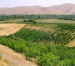 6 پروژه جهاد كشاورزی كهگیلویه در دهه فجر افتتاح می شود