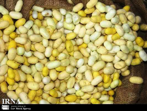 خريد تضميني 500 کيلوگرم پيله ابريشم در فارس