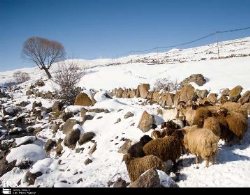 بارش برف موجب تعطیلی برخی مدارس استان اردبیل شد