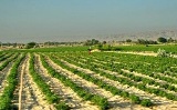 ‏75 میلیارد ریال تسهیلات کشاورزی به شهرستان سیروان ‏اختصاص یافت