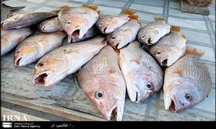 پایان مطالعات مجتمع پرورش ماهی در پایین سد آغ‌چای