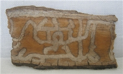 کلمه "الله" و " محمد" بر بدنه درخت کهنسال در بيجار/ تصاوير