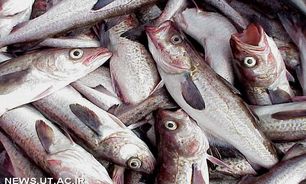 بخش خصوصی در حوزه شیلات آذربایجان غربی وارد شود