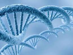 موش ها برای ساختن لانه از DNA استفاده می کنند