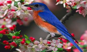 چرا پرندگان آواز می خوانند
