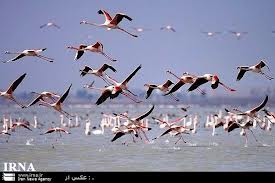 شناسایی 15 گونه پرنده ی مهاجر زمستانی در خراسان رضوی