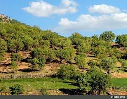 عملیات بیابانزدایی و احیا مراتع شهرستان سربیشه