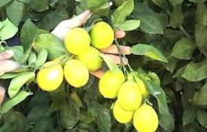 توليد نهال ليموی مقاوم در فارس