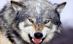 حمله یک گرگ به گوزن‌ + فیلم