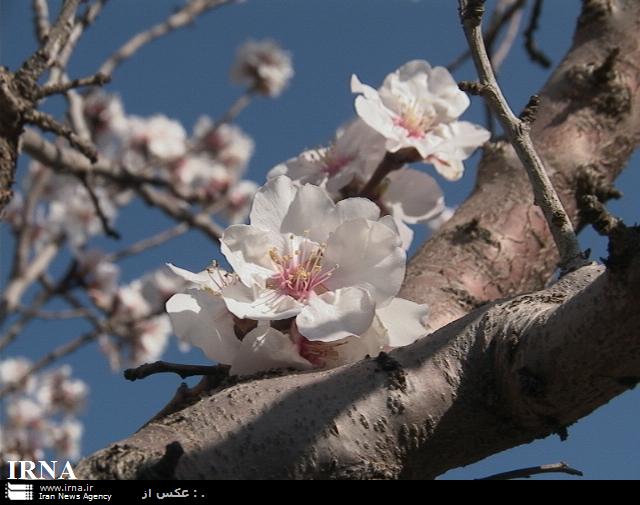 درختان میوه مشگین شهر در زمستان به شكوفه نشستند