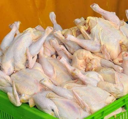 آغاز توزيع مرغ منجمد با قيمت 51 هزار ريال در استان