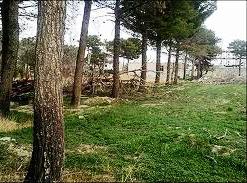 درختان معابر حریم شهرداری منطقه 18 هرس زمستانه شدند