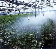 اختصاص 410میلیارد ریال برای احداث 201 گلخانه در زنجان
