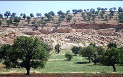 واگذاری 5570 هكتار زمین برای توسعه باغات دیم استان چهارمحال و بختیاری