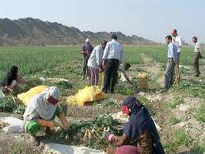 آغاز برداشت پياز زمستانه در هرمزگان