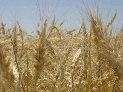 سطح زیر كشت جو در بیله سوار مغان دو برابر افزایش یافت
