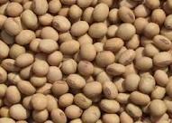 ارز مورد نیاز کنجاله سویا فراهم شود