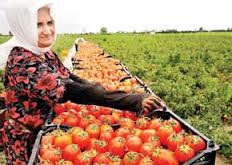 تولید سالانه 32هزار تن محصولات گلخانه ای در خراسان جنوبی
