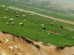 کشت علوفه ، نخستین بار در اراضی شیب دار استان مازندران