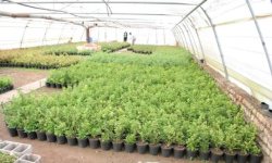 واگذاری مجتمع گلخانه ای به فارغ التحصیلان كشاورزی در بروجن