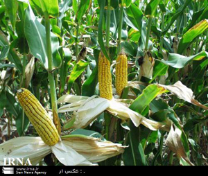 برداشت ذرت دانه ای در داراب