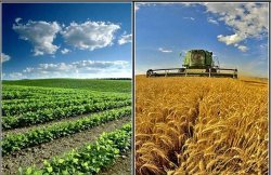 پرداخت 145 میلیارد ریال به اجرای طرح توسعه كشاورزی در استان چهارمحال و بختیاری