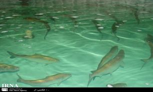 بازار عرضه شیلات در آذربایجان غربی ایجاد شود