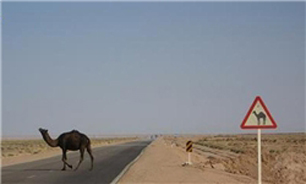 رقابت‌های شترسواری در خور و بیابانک برگزار می‌شود