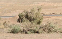 باند قاچاق چوب در تاغزارهای شهرستان سمنان شناسایی شد